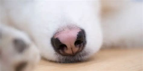 Do Puppies Noses Turn From Pink To Black