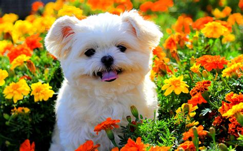 Cute Puppy In Flowers Hd Wallpaper Background Image