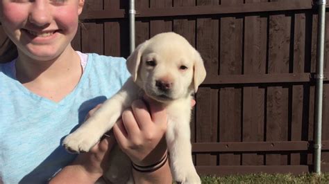 There are several things you can do to test a puppy's temperament but first, let's dive into the role of. Echo - FEMALE Lab Puppy Temperament Test - YouTube