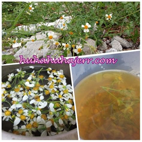 Teh adalah minuman yang mengandung kafeina, sebuah infusi yang dibuat dengan cara menyeduh daun, pucuk daun, atau tangkai daun yang dikeringkan dari tanaman camellia sinensis dengan air panas. Tak Sangka Bunga Kekwa Liar Boleh Di Buat Air Teh Yang ...
