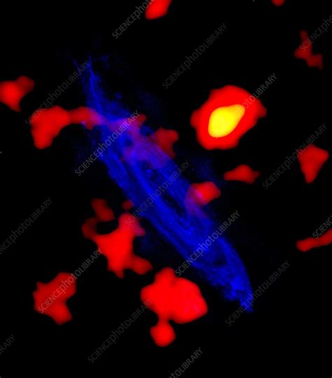 Andromeda Galaxy Building Blocks Stock Image C0293783 Science