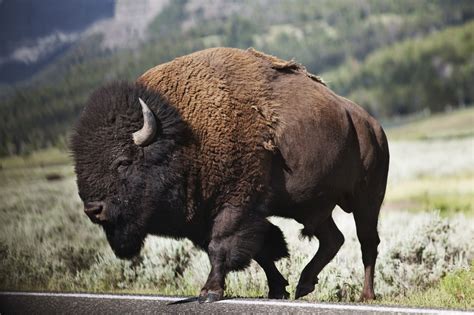 Buffalo Animal Bison Bison Photo