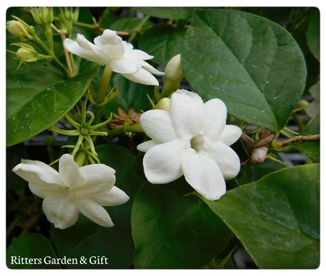 Jasmine Are One Of The Most Fragrant Houseplants Our