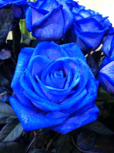 Rosa Blava Blue Roses Love Rose Beautiful Roses