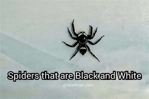 28 Spiders That Are Black And White Bandw Spiders With Pictures 2023