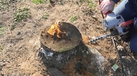 The Easiest Way To Remove A Stump This Procedure Is Efficient And Safe