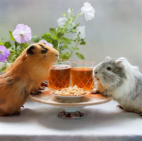 How much fruit can you feed them? What Do Guinea Pigs Eat: Hay, Pellets, Veggies, Fruit
