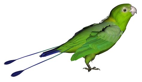 Green Bird Transparent Background Clip Art Library