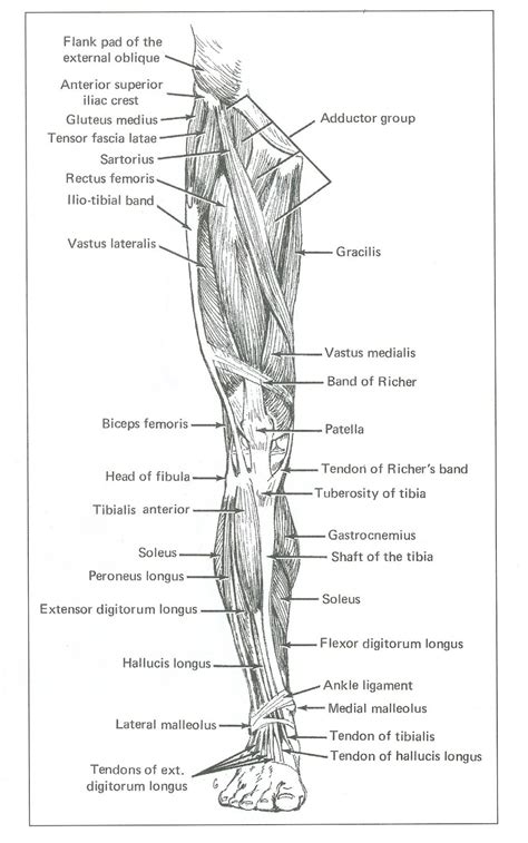 Life Drawing Professor Kyle Stevenson Assignment 3 Leg Muscles