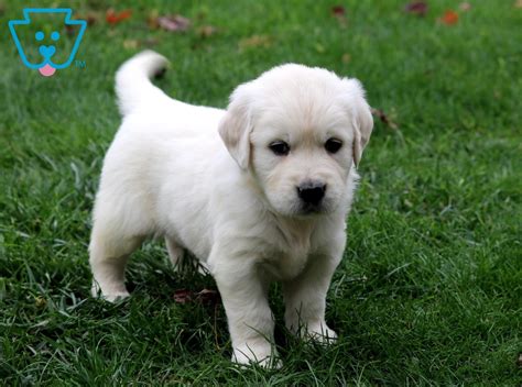 Akc english and american goldens.health clearancesakc and international. Dallas | Golden Retriever - English Cream Puppy For Sale ...