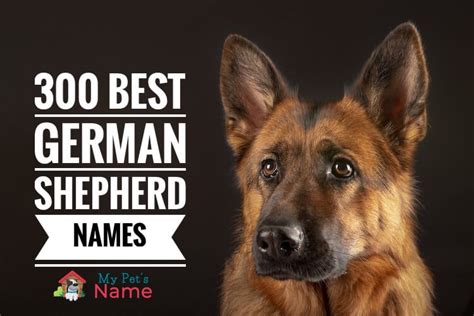 German Shepherd Names 300 Best Names For Gsds My Pets Name