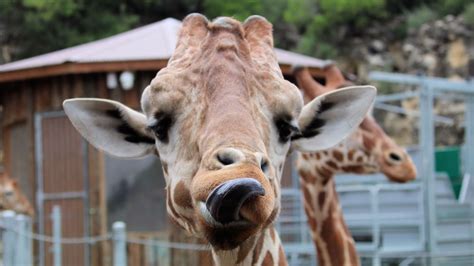 El Zoológico De San Antonio Realizará Campamentos Virtuales En Verano