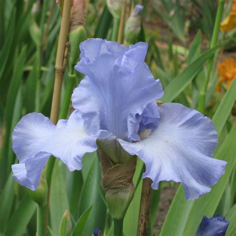 Skye Blue The English Iris Company
