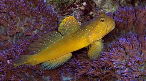 Awesome Fish Spotlight The Yellow Watchman Goby Reef Builders The