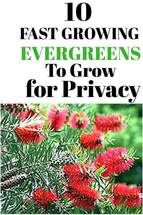10 Fast Growing Evergreen Trees For Privacy ~ Garden Down South Fast
