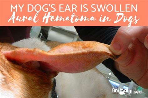 My Dog Has A Swollen Ear Aural Hematoma In Dogs Causes And Treatment
