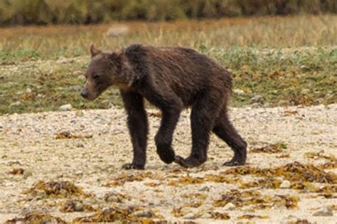 Harrowing Images Of Starving Grizzly Bears As Climate Change Deprives