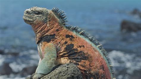 Marine Iguanas Discovering Galapagos Evolution Zone
