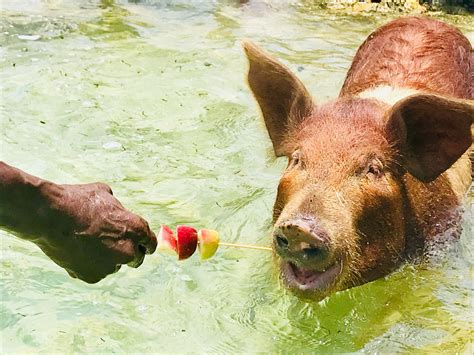 Swim With The Pigs In The Bahamas