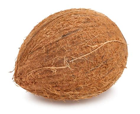 Single Coconut Stock Image Image Of Ingredients Brown 22432745
