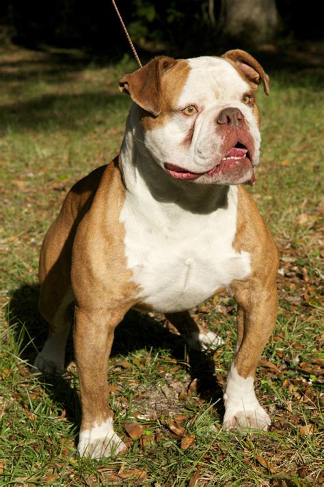 63 Old English Bulldog Florida Photo Bleumoonproductions
