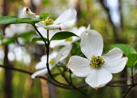 Check spelling or type a new query. Herbal Remedies: Jamaican Dogwood