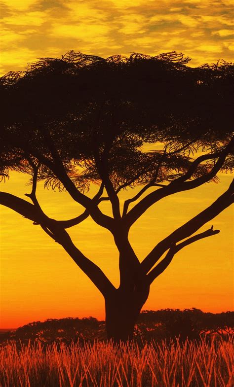 1280x2120 Serengeti Sunset 4k Iphone 6 Hd 4k Wallpapers Images