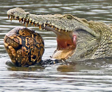 Pin By Husky Mom On Interesting Photography Hungry Crocodile