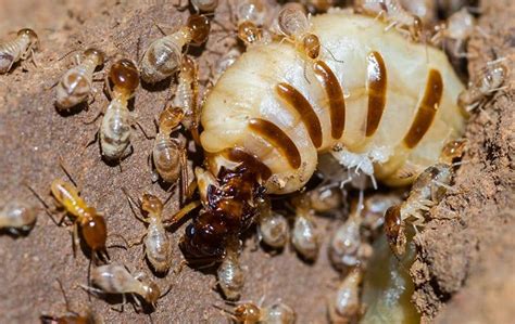 All You Need To Know About Termite Queens Complete Guide
