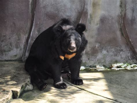 Ursus Thibetanus Thibetanus Tibetan Black Bear In Zoos