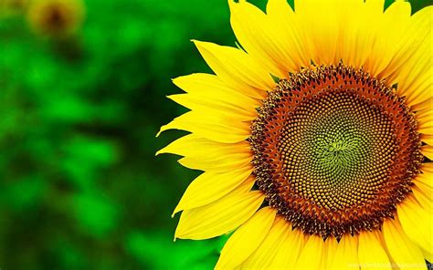 Sunflower Wallpapers Hd Best Collection Of Yellow Flowers Desktop