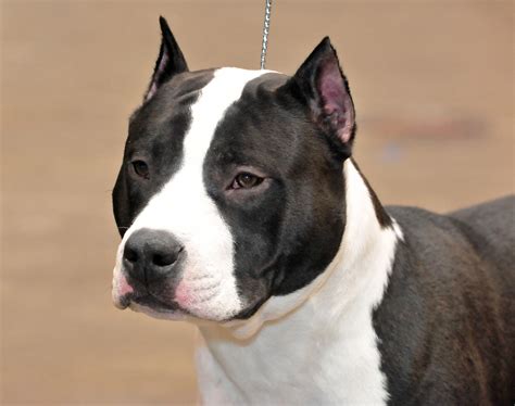 The american staffordshire terrier is a loving, loyal, playful dog that loves to spend time with human family members. Paw Print Genetics - Prevention Is Smart Breeding- Ataxia ...