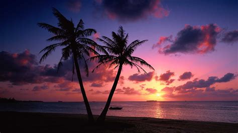 Beach Sunset Palm Trees Wallpaper