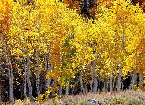 Golden Aspens Photograph By Jeff Lowe Pixels