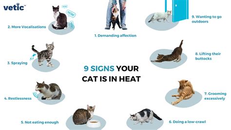 Cat In Heat Have You Noticed The Signs Of Heat In Your Cat