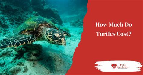 How Much Do Turtles Cost Things You Need To Know About The Cost Of