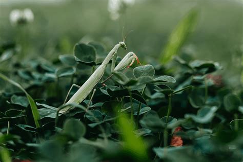 Praying Mantis Meaning Symbolism And Spirit Animal Guide