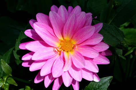 Chiiizuka A Pink Flower