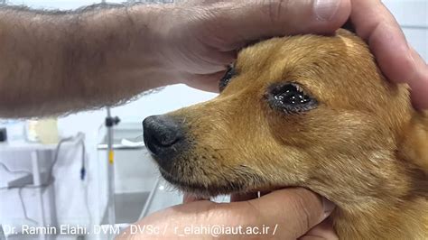 He's 9 weeks now and having trouble with crying non stop at night. A dog crying due to feeling emotional - YouTube