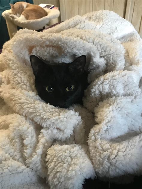 Black Cat Purrito Rpurrito