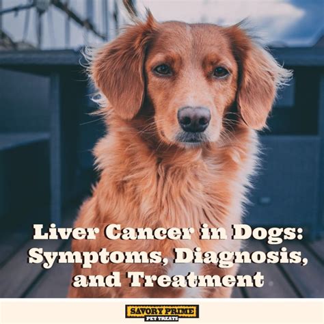 Unfortunately cancer in dogs is relatively common, especially in dogs older than 10. Liver Cancer in Dogs: Symptoms, Diagnosis, and Treatment ...