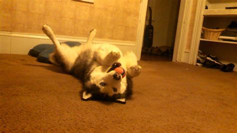 Siberian Husky Playing With Ball Youtube