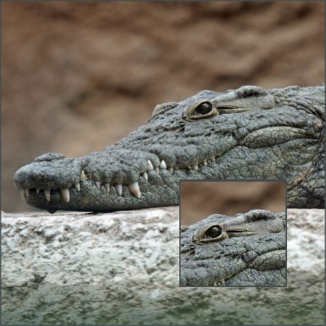 Do Crocodiles Have Ears Alis Animal Answers