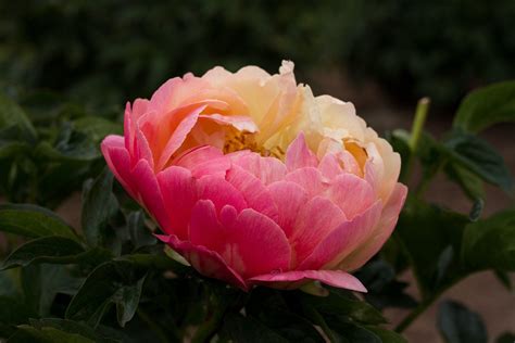Coral Sunset Peony Most Popular Coral Peony Plant Planting Peonies