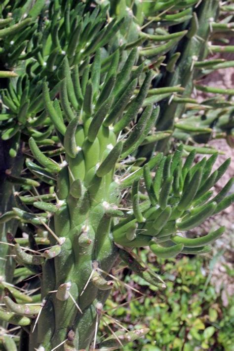 Photo Of The Thorns Spines Prickles Or Teeth Of Austrocylindropuntia
