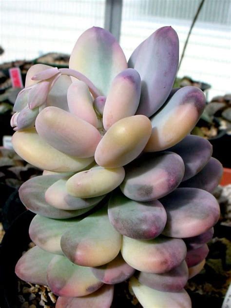 Pachyphytum Oviferum F Variegata Moonstones Succulent Plant