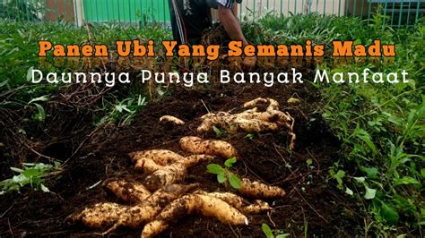 Panen Ubi Yang Semanis Madu Tak Hanya Umbi Daunnya Punya Segudang