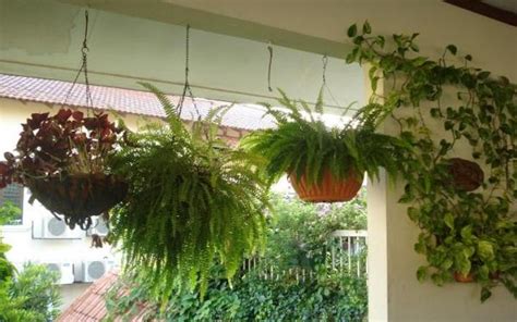 Dos plantas colgantes para identificar. Decoración con plantas colgantes