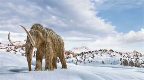 A Woolly Mammoth Standing In The Snow With Long Tusks On Its Back Legs