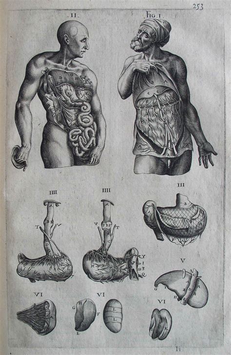 Andreas Vesalius Anatomical Drawings Medical Drawings Medical